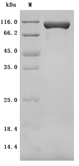 CSB-MP719456MO