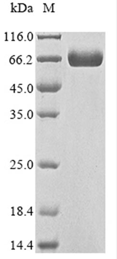 CSB-MP733578HU