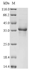 CSB-MP814209HU