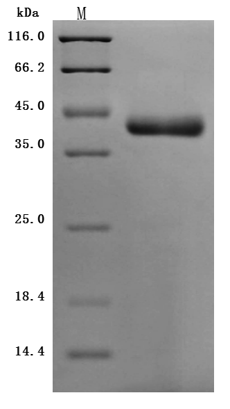 CSB-MP822274HU