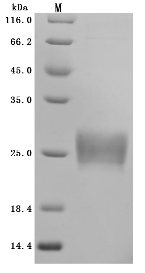 CSB-MP836195HU