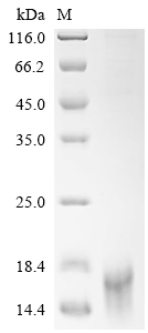 CSB-MP882142HU3d7 SDS-PAGE