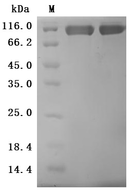 CSB-MP884474HU