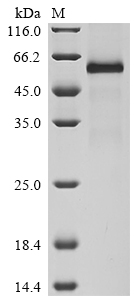 CSB-MP896933HU