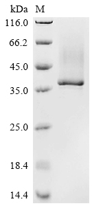 CSB-YP001178HU
