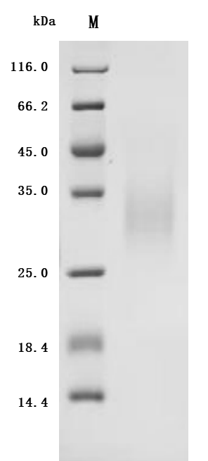 CSB-YP006045HU SDS