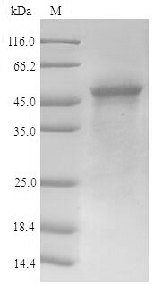CSB-YP007670HU