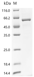 CSB-YP009121HU