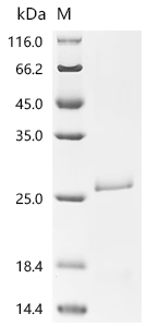 CSB-YP019242HU
