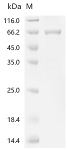 CSB-YP614418HU