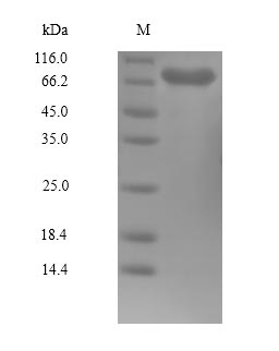 CSB-BP018193HU