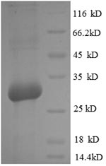 CSB-EP002682RA