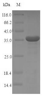 CSB-EP008532HU