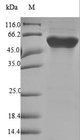 CSB-EP008608HU