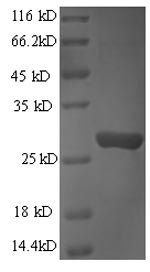 CSB-EP010082HU