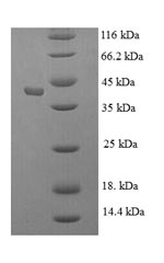CSB-EP012446HU