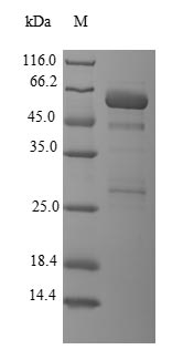 CSB-EP012894HU