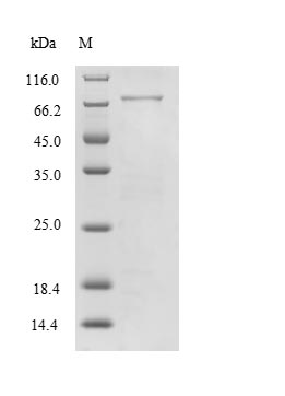 CSB-EP013322HU