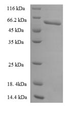 CSB-EP018122HU