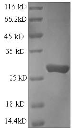 CSB-EP020942HU