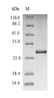 CSB-EP025887HU