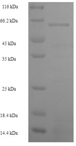 CSB-EP613392HU