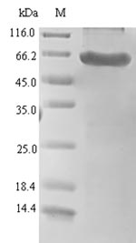 CSB-EP835695HU