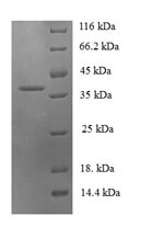 CSB-EP859522HU