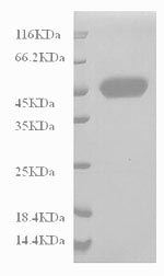 CSB-MP004879HU