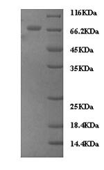CSB-MP027165HU