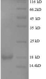 CSB-RP067974h