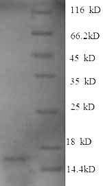CSB-EP859530HU
