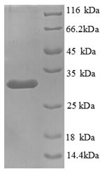 CSB-EP012479HU