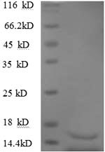 CSB-EP023449HU1