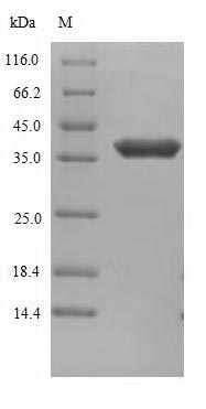 CSB-YP001832HU