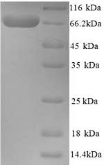 CSB-YP002604HU
