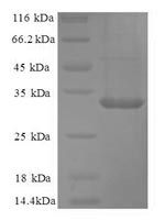 CSB-YP004367HU