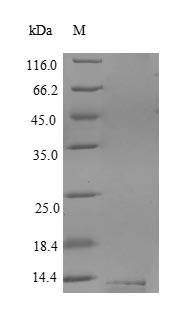 CSB-YP004947HU