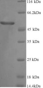 CSB-YP009306HU