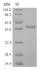 CSB-YP021175HU
