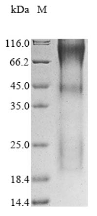 CSB-YP026244HU