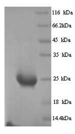 CSB-YP755482HU