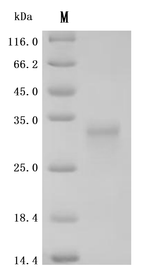 CSB-MP729268MO SDS