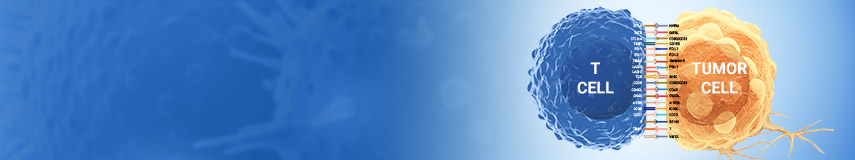 免疫检查点科研ELISA试剂盒