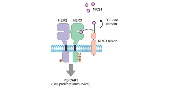 ERBB3/ERBB2(HER3/HER2)二聚体促进肿瘤细胞的生长和存活