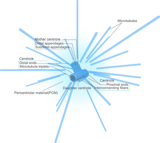 The structure of Centrosome