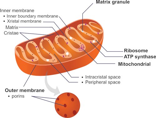 The structure of mitochondrion
