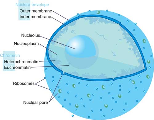 The Structure of Nucleu
