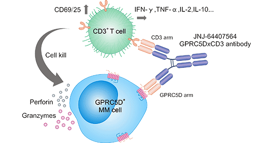 GPRC5D/CD3调控MM细胞机制